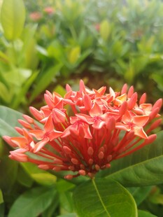 龙船花