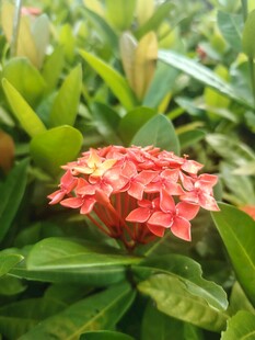 龙船花