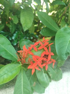 龙船花