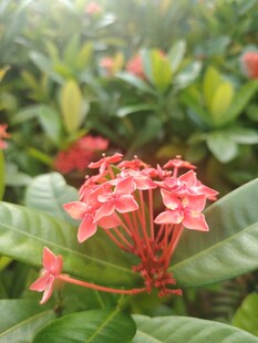龙船花