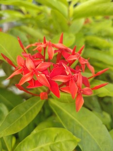 龙船花