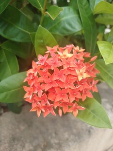 龙船花