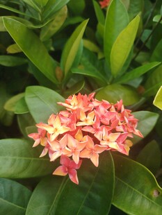 龙船花