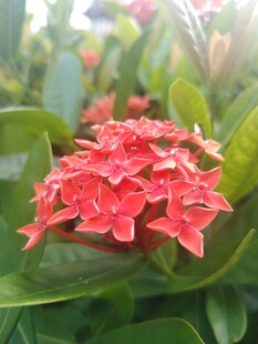 龙船花