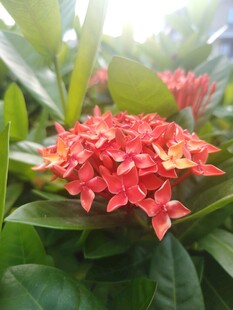 龙船花