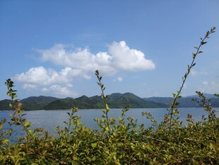 湖畔绿植与远处山峦美景