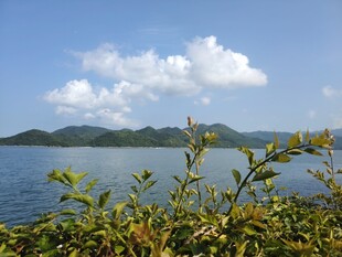 海边绿植与远处山峦美景