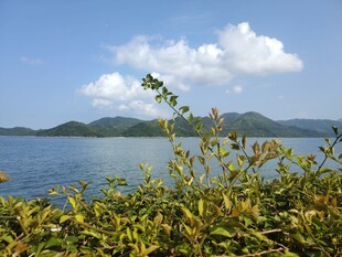 湖畔绿植与远山蓝天美景