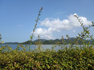 湖畔绿植与蓝天白云美景