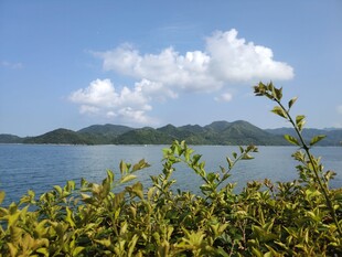 湖畔绿植与远山美景