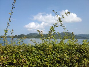 湖畔绿植与远处山水景致