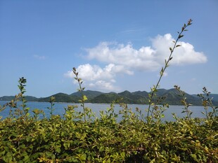 湖畔绿植与蓝天白云美景