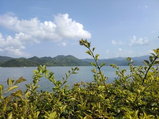 湖畔绿植映衬蓝天山水景