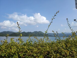 海边绿植与远处山峦美景