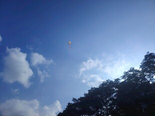 蓝天绿树间的晴朗景致