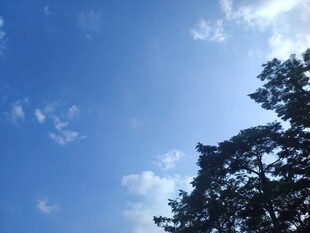 蓝天绿树间的清新景致