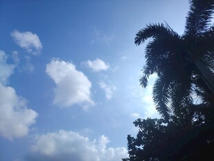 蓝天椰树间的晴朗景致