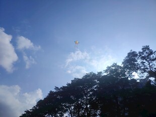 蓝天绿树间的阳光美景