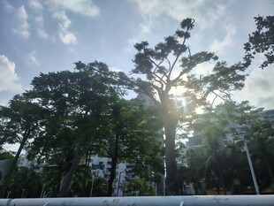 阳光穿透树林的美好景象