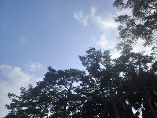 蓝天绿树间的自然景致