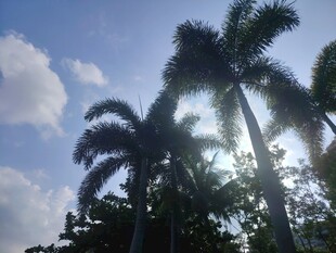 阳光下的高大棕榈树