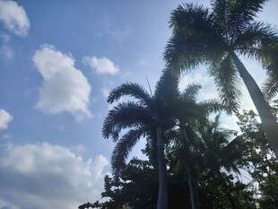蓝天白云下的高大棕榈树
