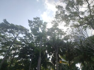 阳光洒落茂密树林