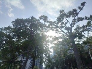 阳光洒落林间的静谧景象