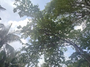 仰视繁茂绿树与天空