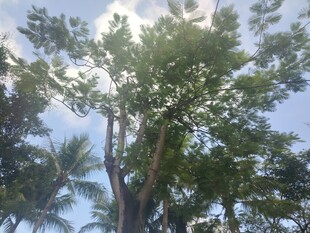 阳光下挺拔的葱郁树木