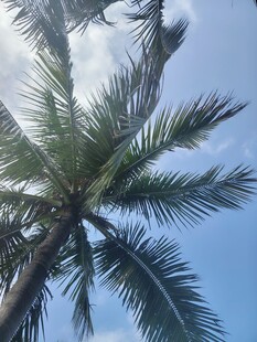 仰望蓝天中的椰子树
