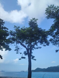 海边孤树与蓝天白云美景