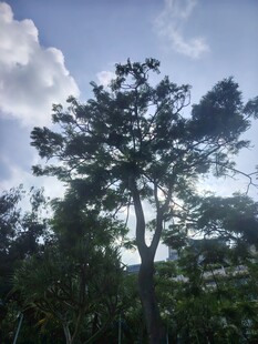 阳光下的挺拔树木