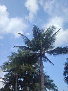 蓝天椰树风景图