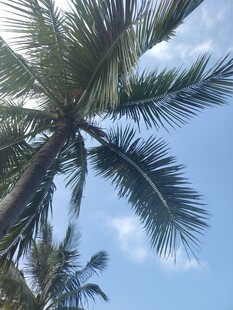 仰望蓝天中的椰子树