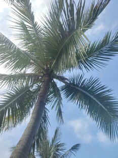 仰望蓝天中的椰子树