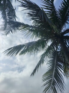 仰望天空中的椰子树