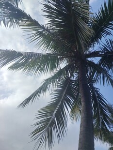 蓝天椰树美景