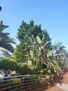 户外繁茂绿植景观