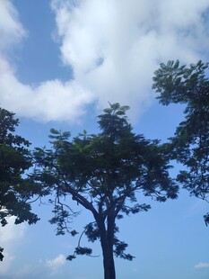 蓝天白云下的树木景观