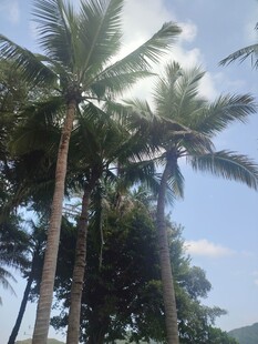 蓝天椰树风景