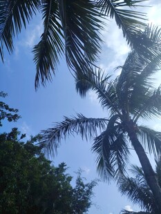 仰观蓝天与挺拔椰子树