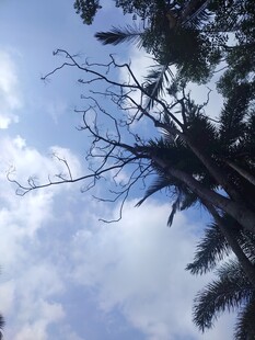 仰望蓝天与枯树枝桠