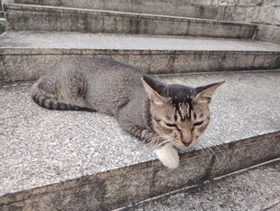 猫咪