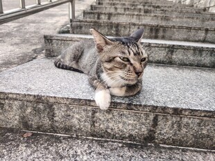 猫咪