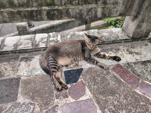 猫咪