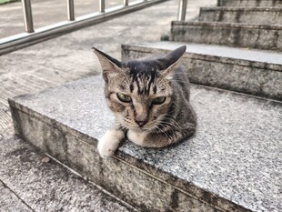 猫咪