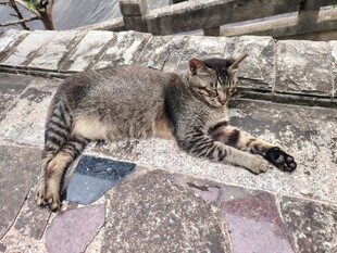 猫咪