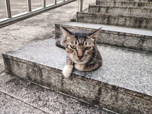 猫咪
