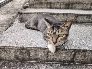 猫咪